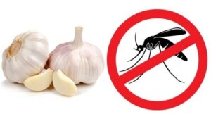 Garlic helps treat acne and mosquito bites