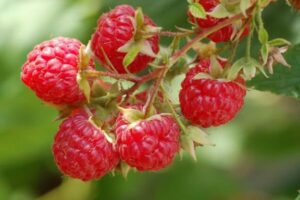 Raspberries are a fiber-rich food that you should eat